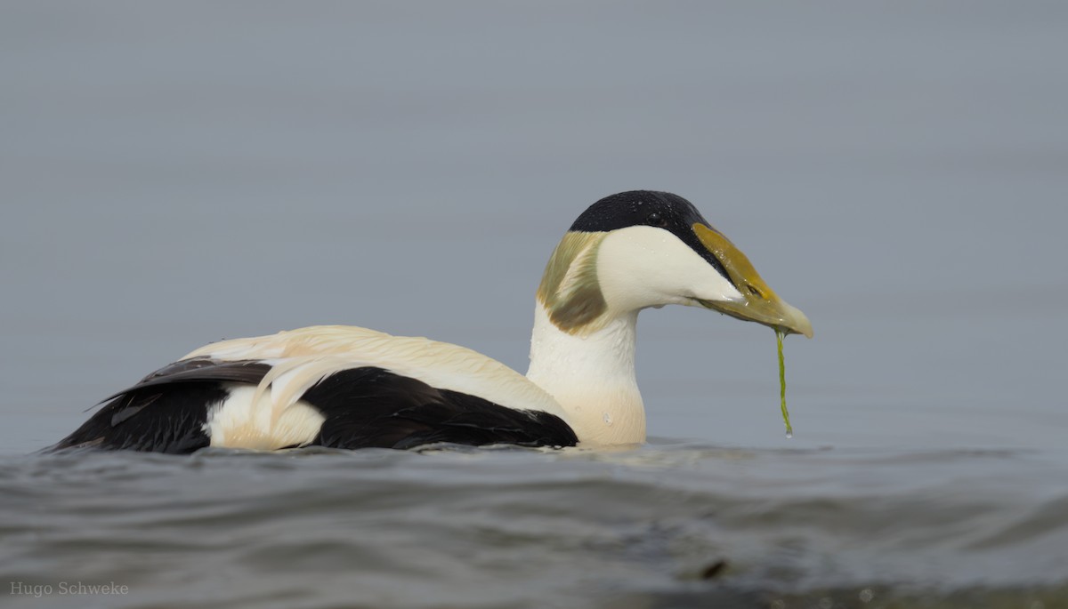 Common Eider - Hugo Schweke