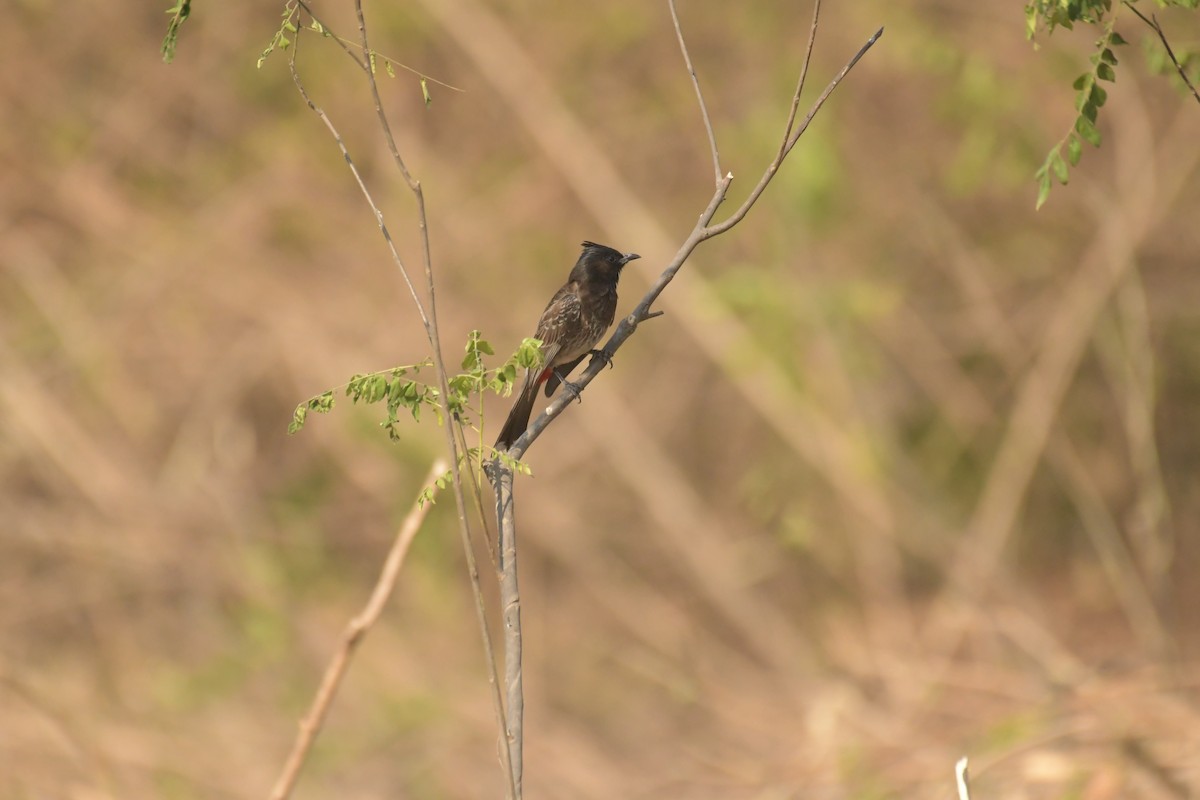 Red-vented Bulbul - ML619029628