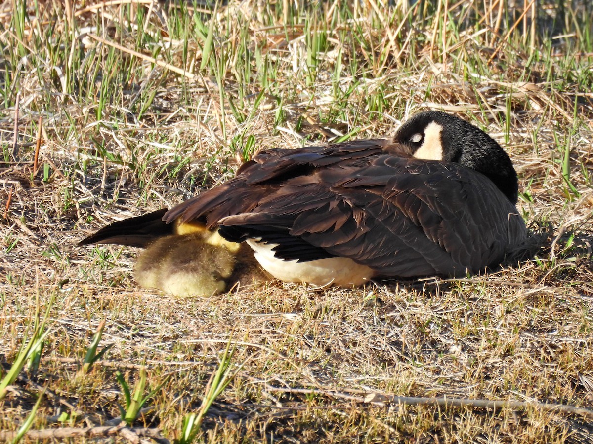 Canada Goose - Spencer Hurt