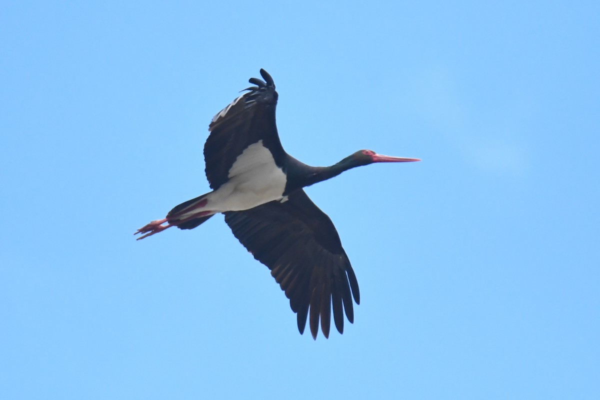 Black Stork - Diego García Díaz