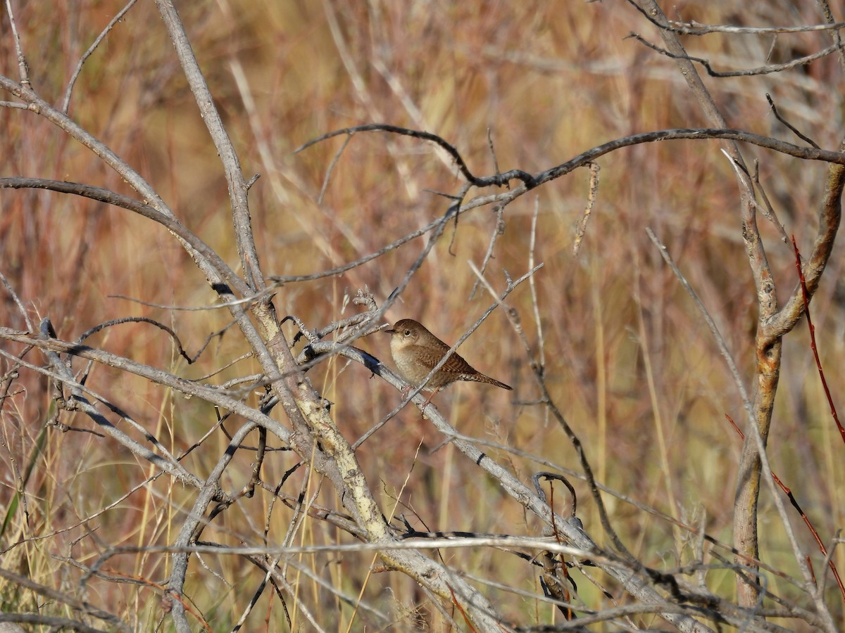 House Wren - Spencer Hurt