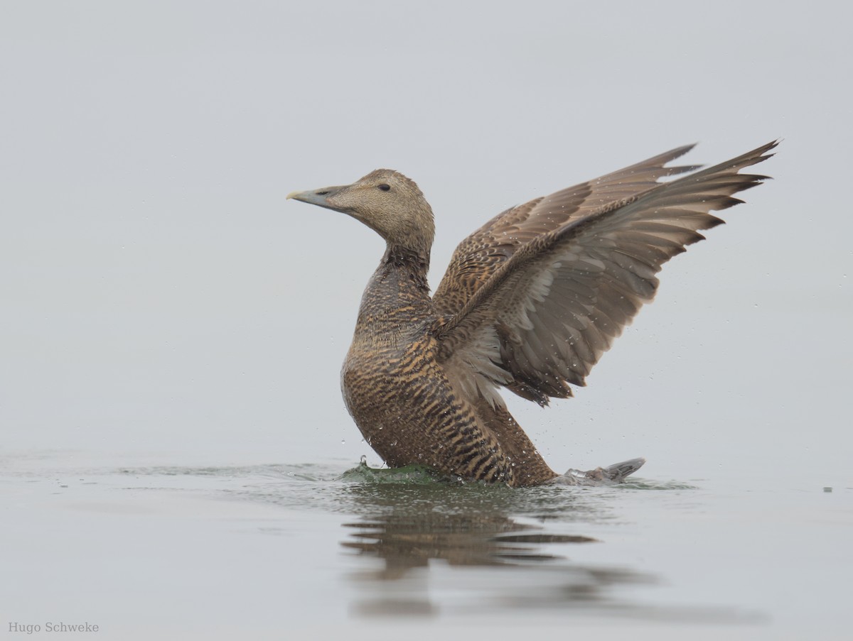 Common Eider - Hugo Schweke