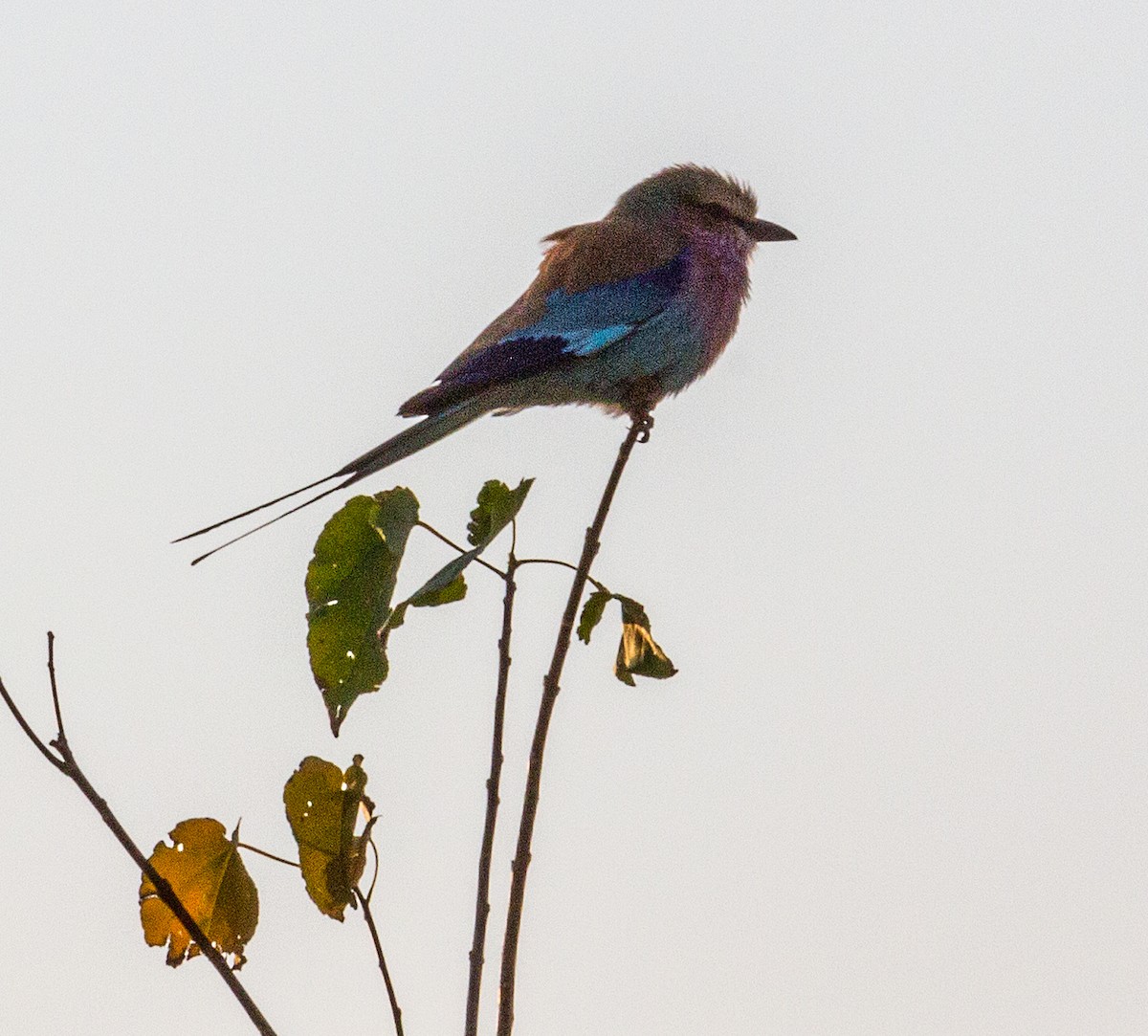 Lilac-breasted Roller - Mary-Rose Hoang