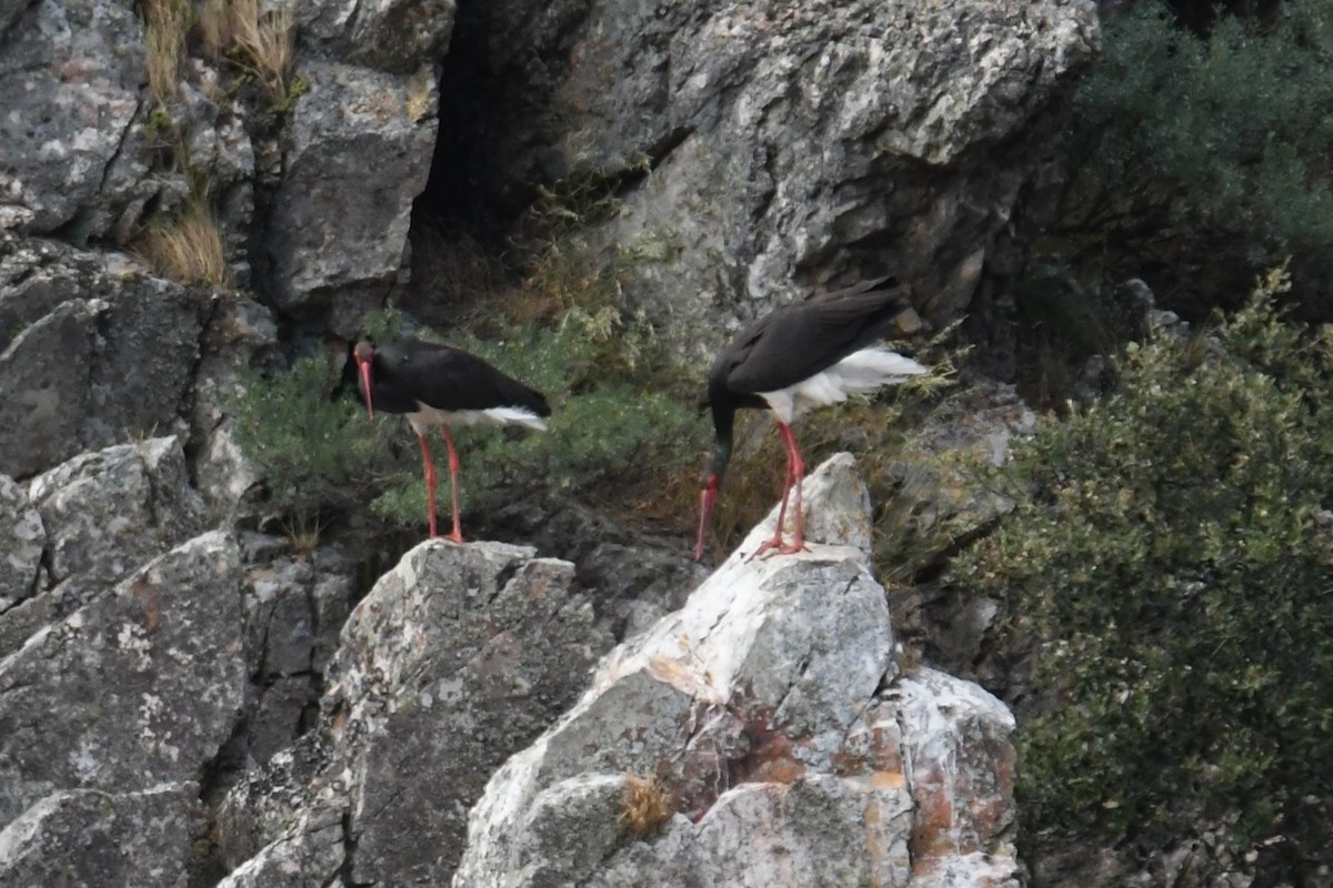 Black Stork - Diego García Díaz