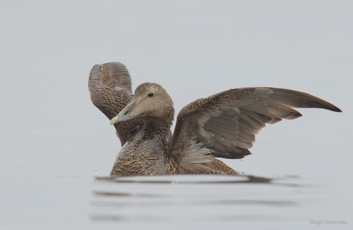 Common Eider - Hugo Schweke