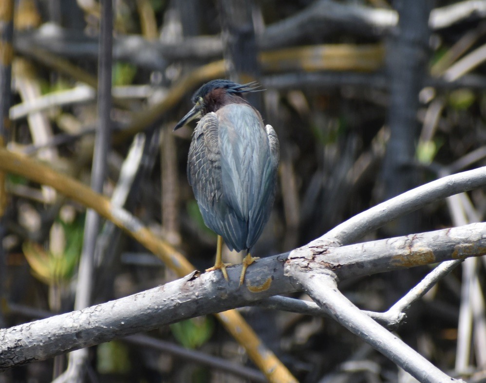 Green Heron - ML619029660