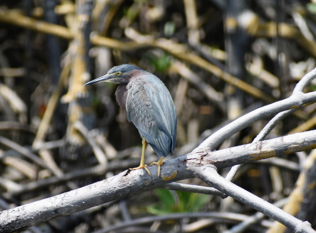 Green Heron - ML619029661