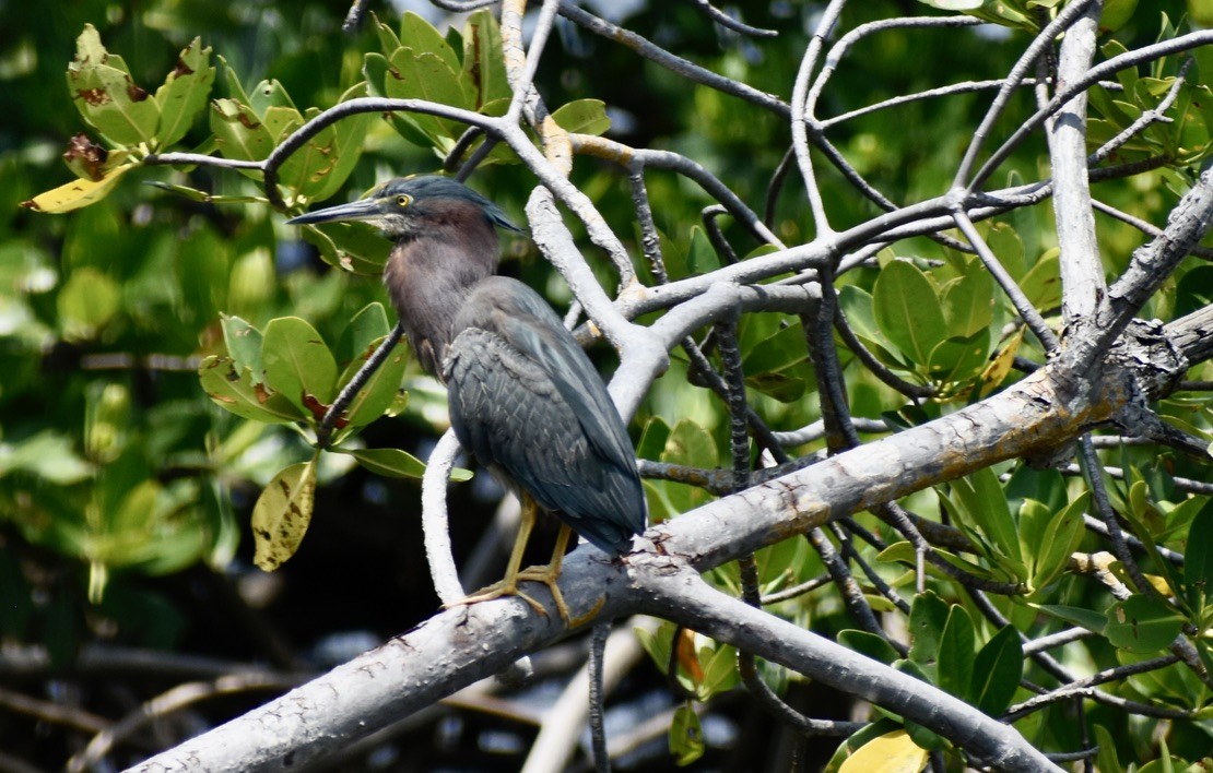 Green Heron - Carlos G Vasquez C