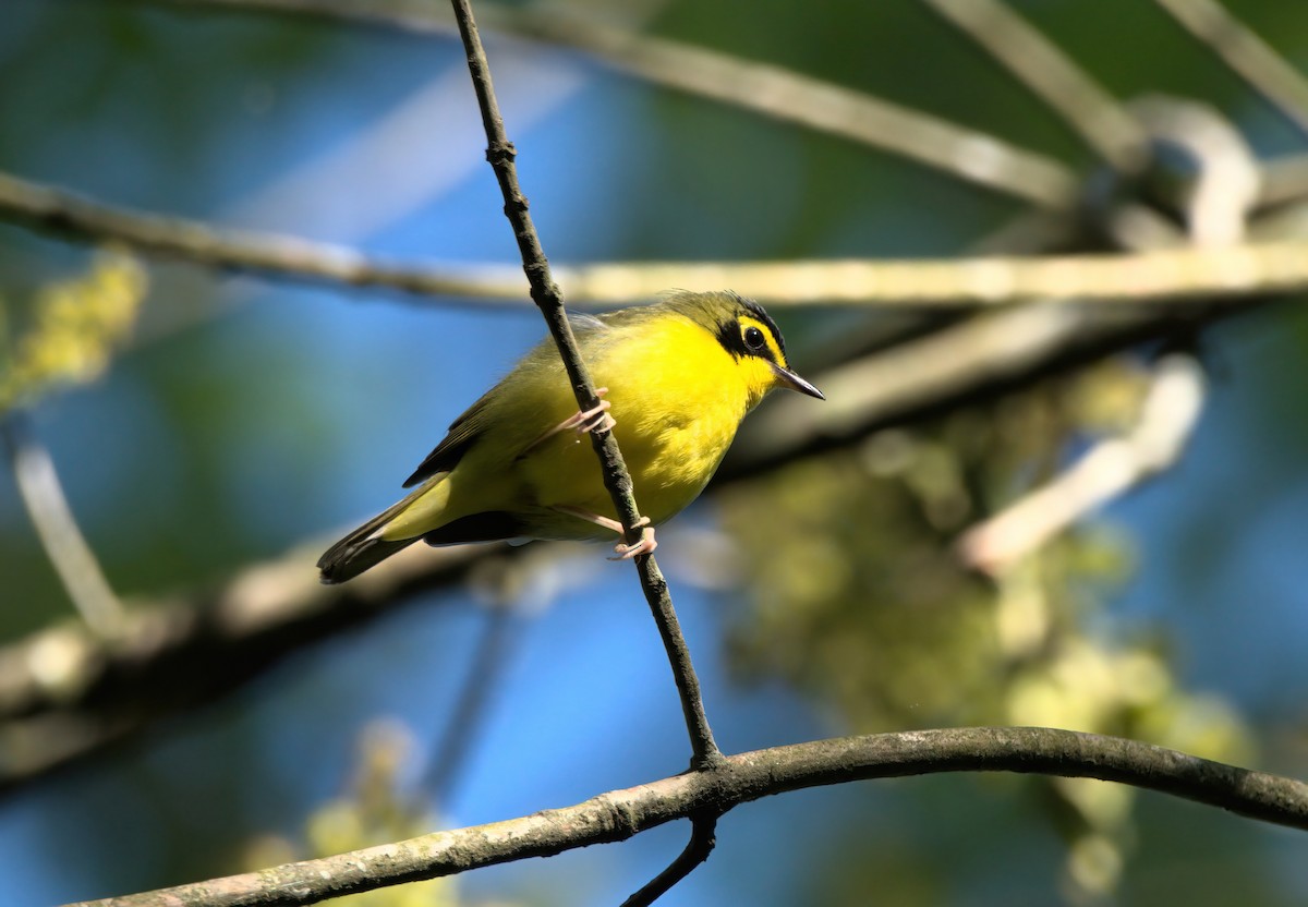 Kentucky Warbler - Nick Friedeman