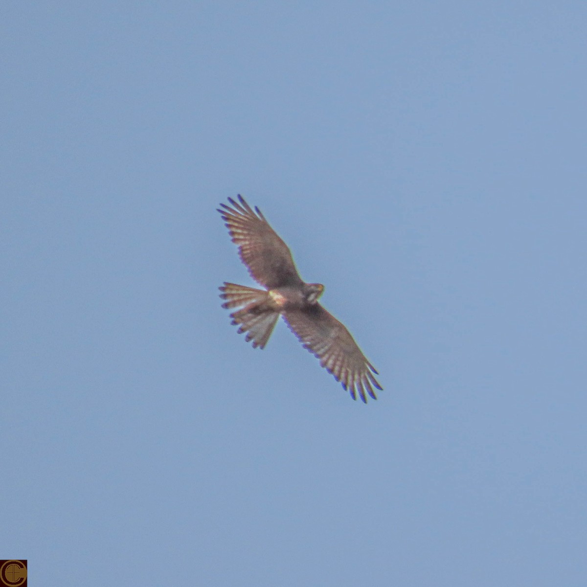 White-eyed Buzzard - Manjula Desai