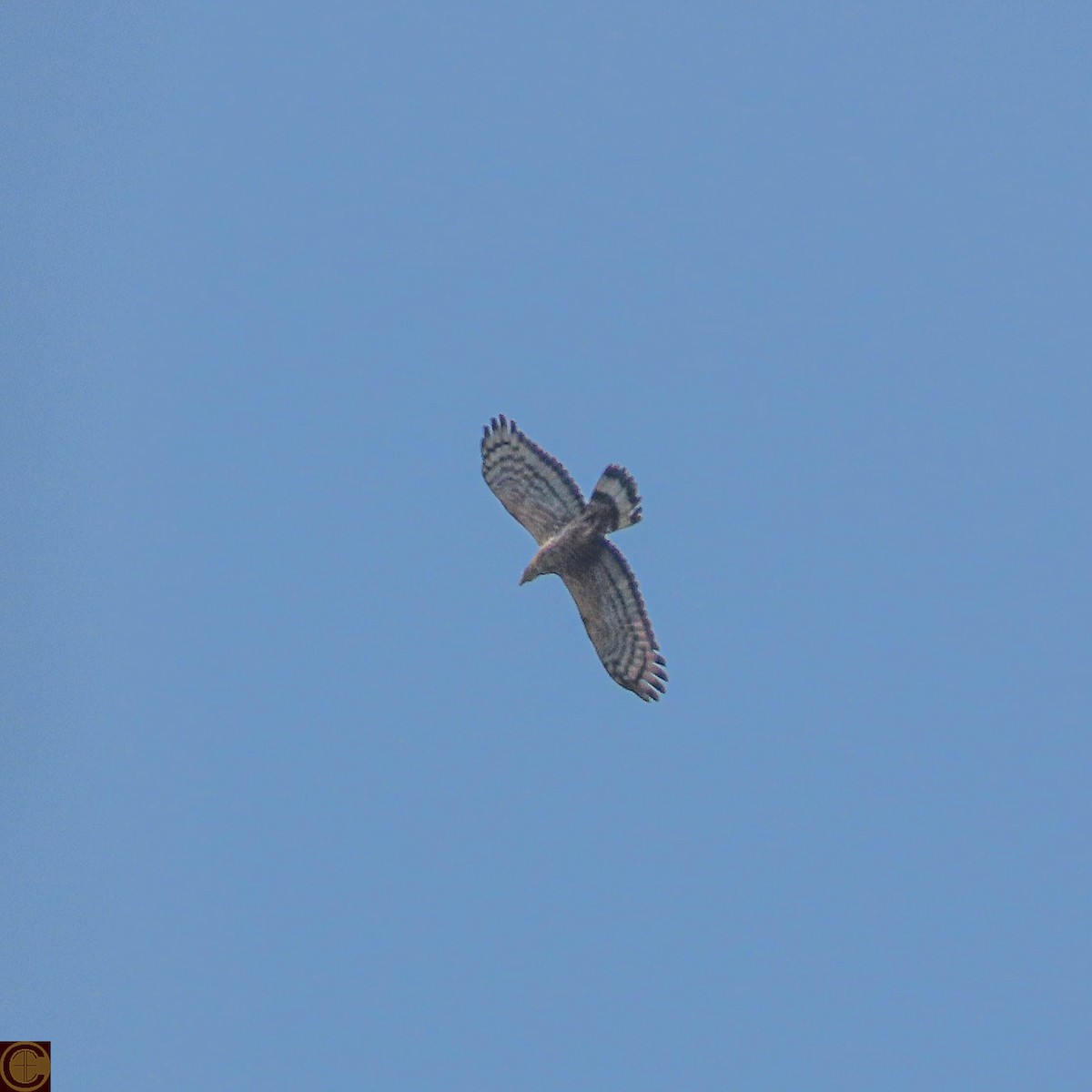 Oriental Honey-buzzard - Manjula Desai