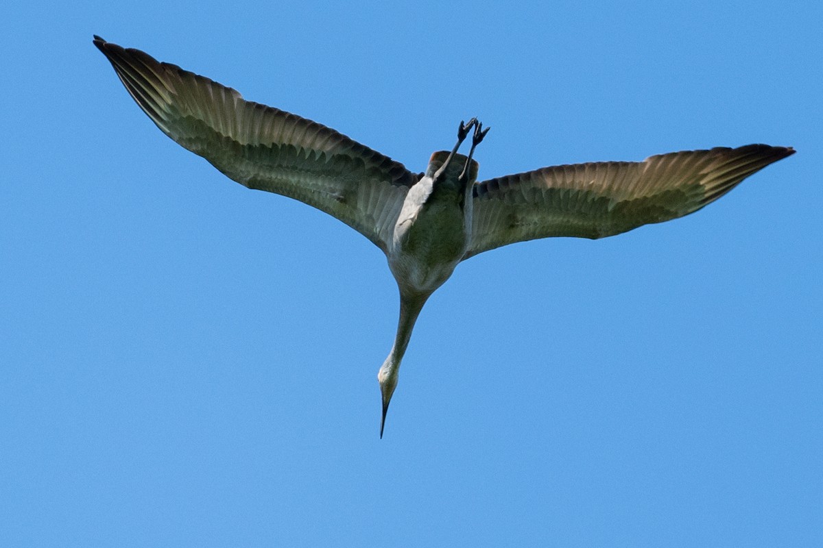 Sandhill Crane - ML619029706