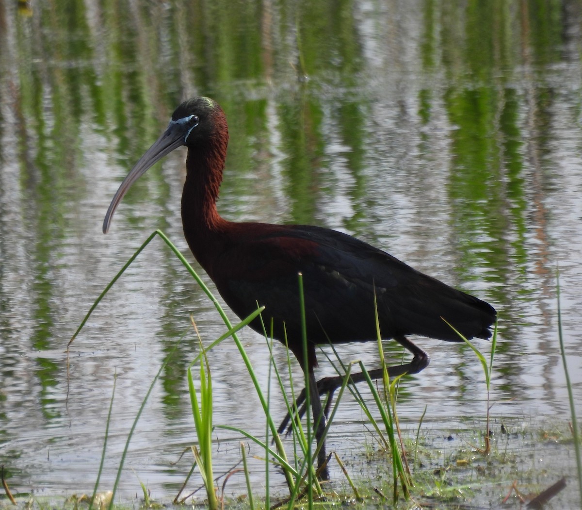 ibis hnědý - ML619029709