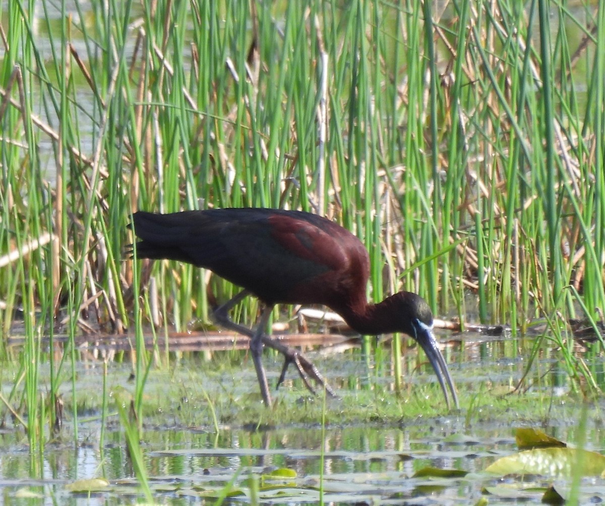 ibis hnědý - ML619029710
