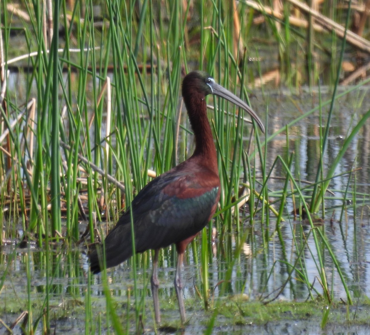ibis hnědý - ML619029711