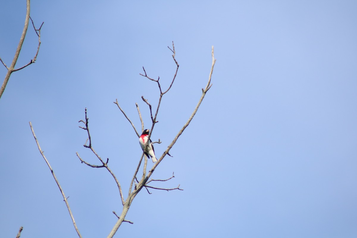 Rose-breasted Grosbeak - ML619029728