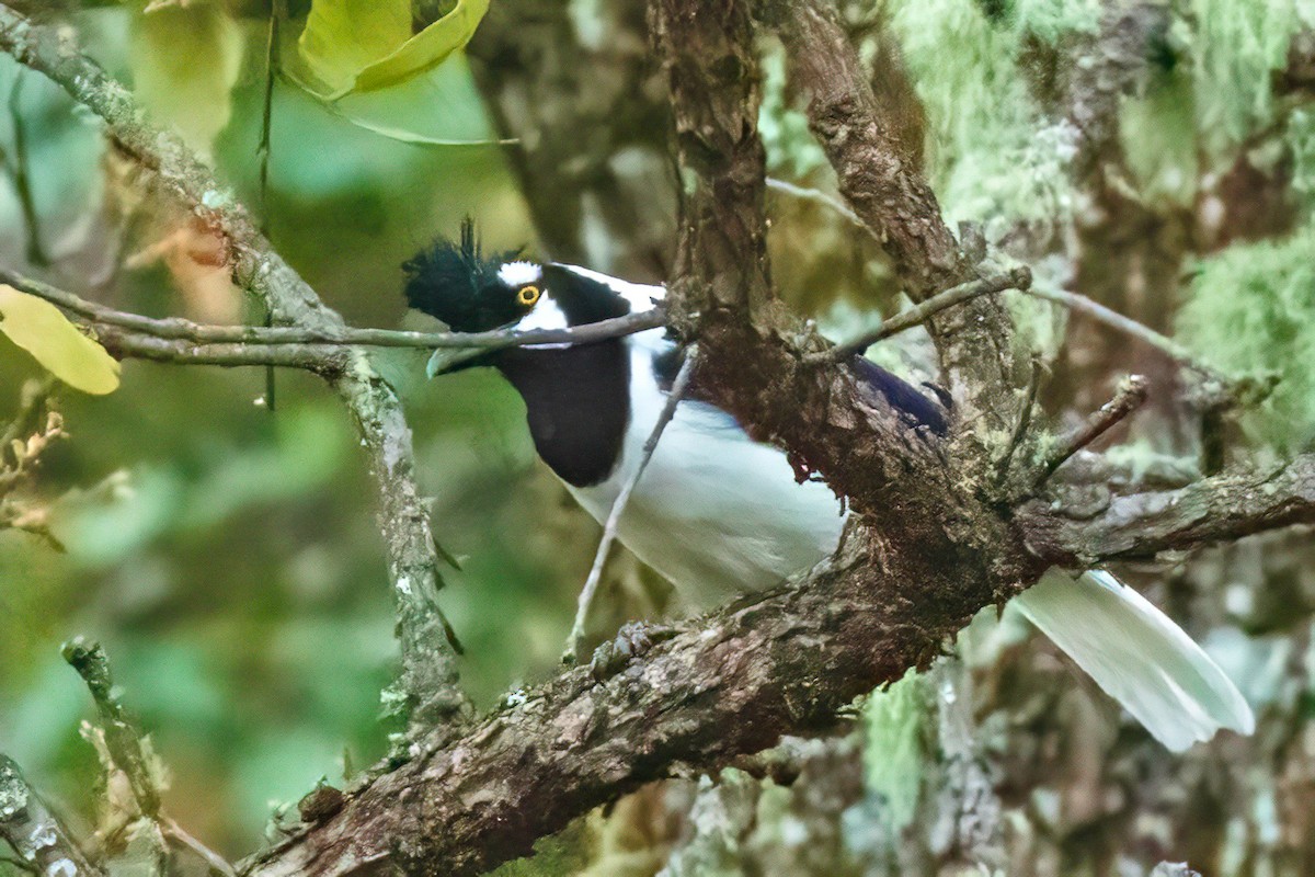 Tufted Jay - Fred Hochstaedter