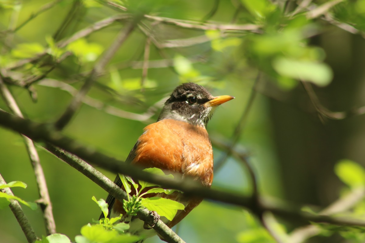 American Robin - ML619029741