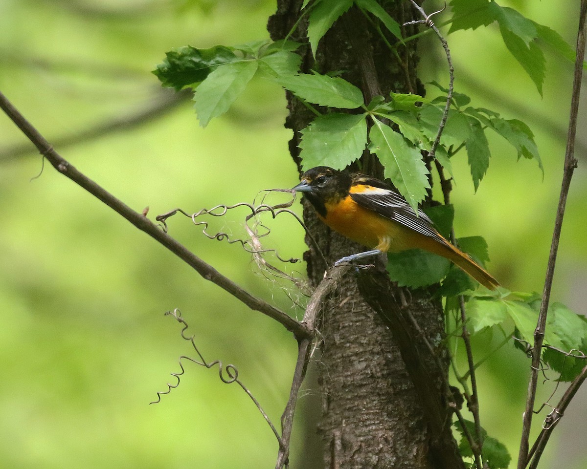 Baltimore Oriole - Linda Scrima