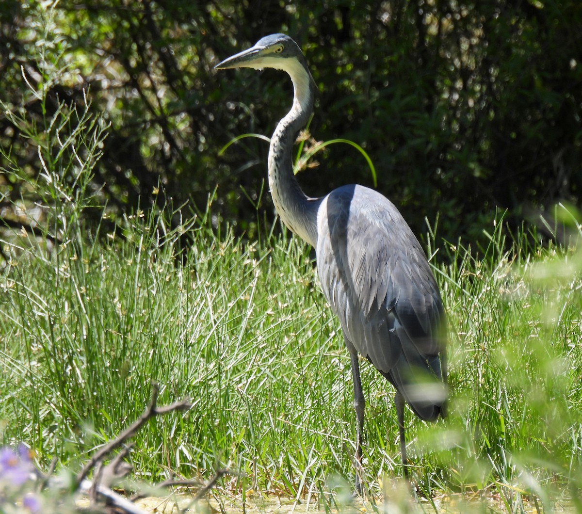 Black-headed Heron - Hubert Söhner