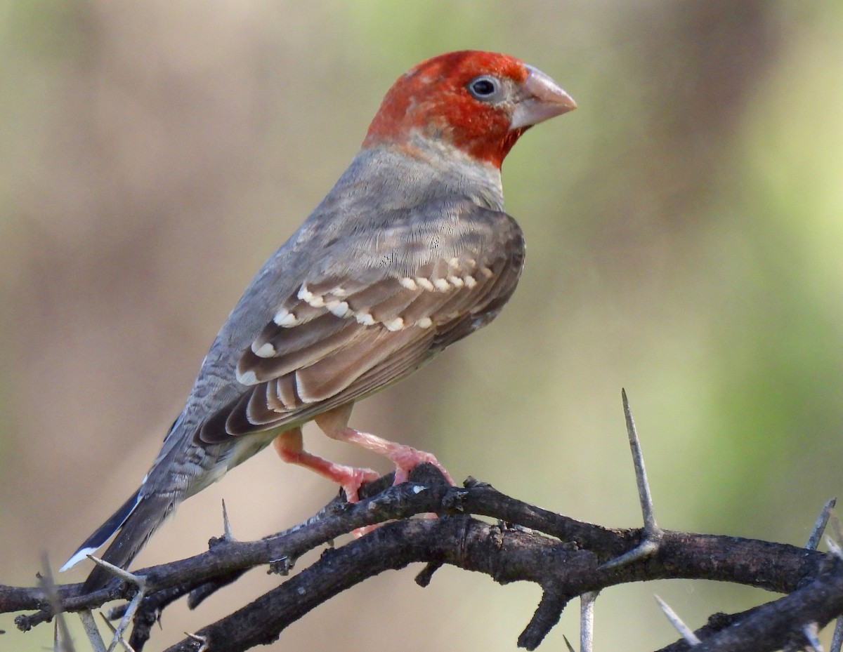 Red-headed Finch - Hubert Söhner
