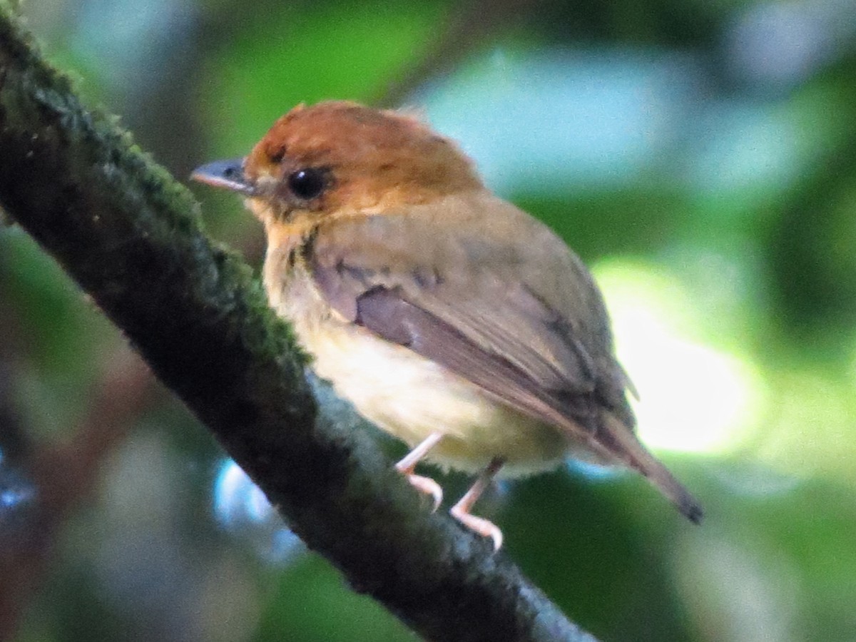 Yellow-throated Spadebill - ML619029799