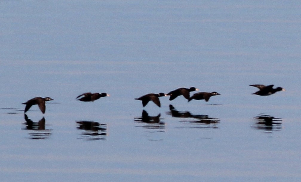 Surf Scoter - ML619029803