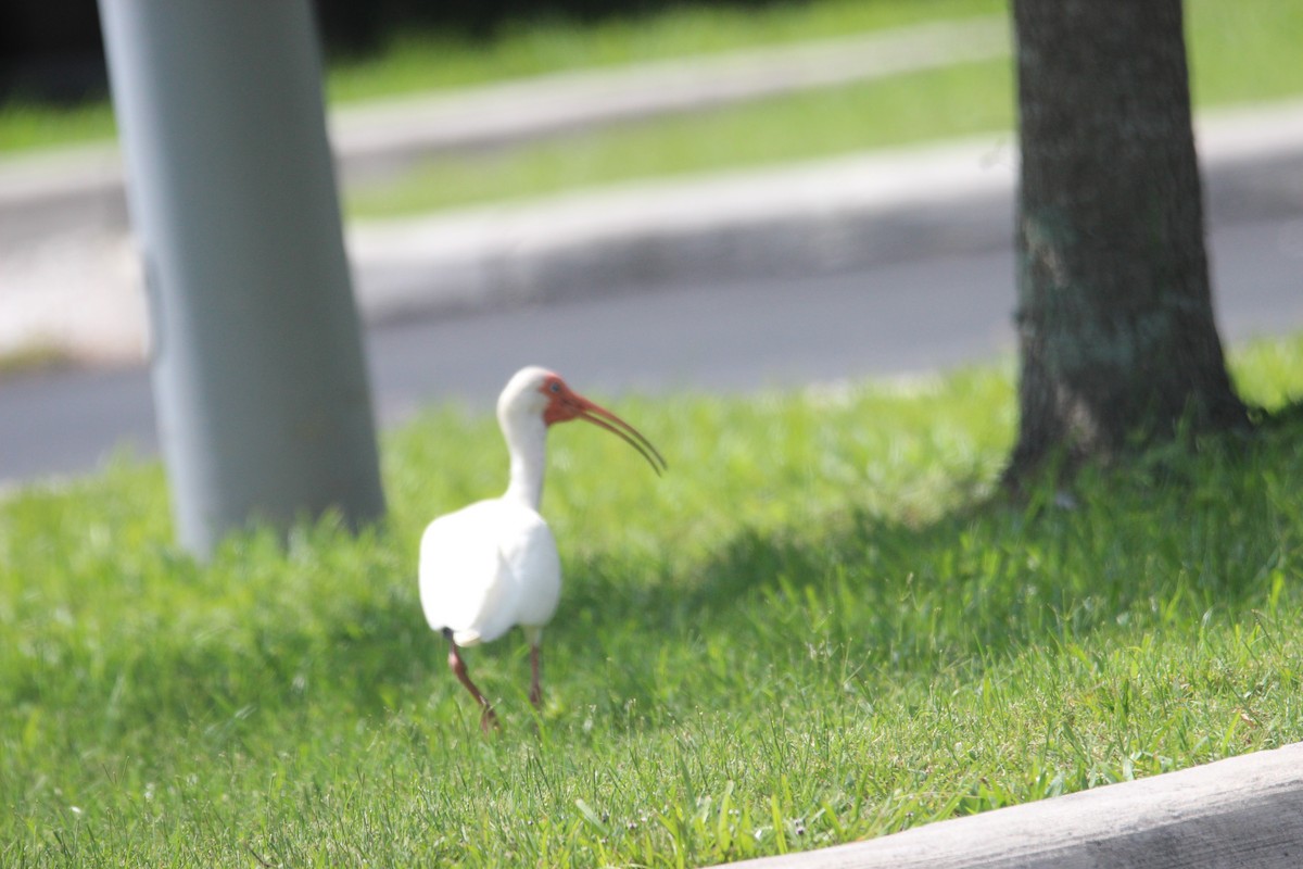 White Ibis - ML619029821