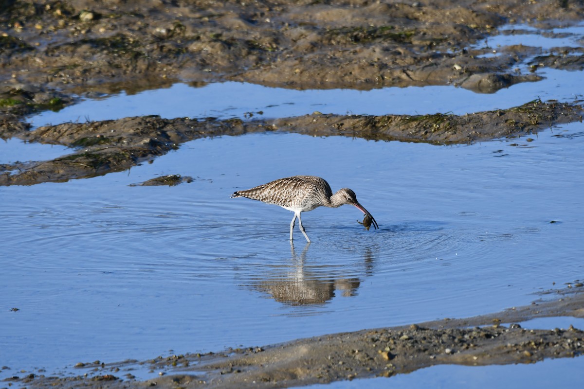 Whimbrel - Gumer González