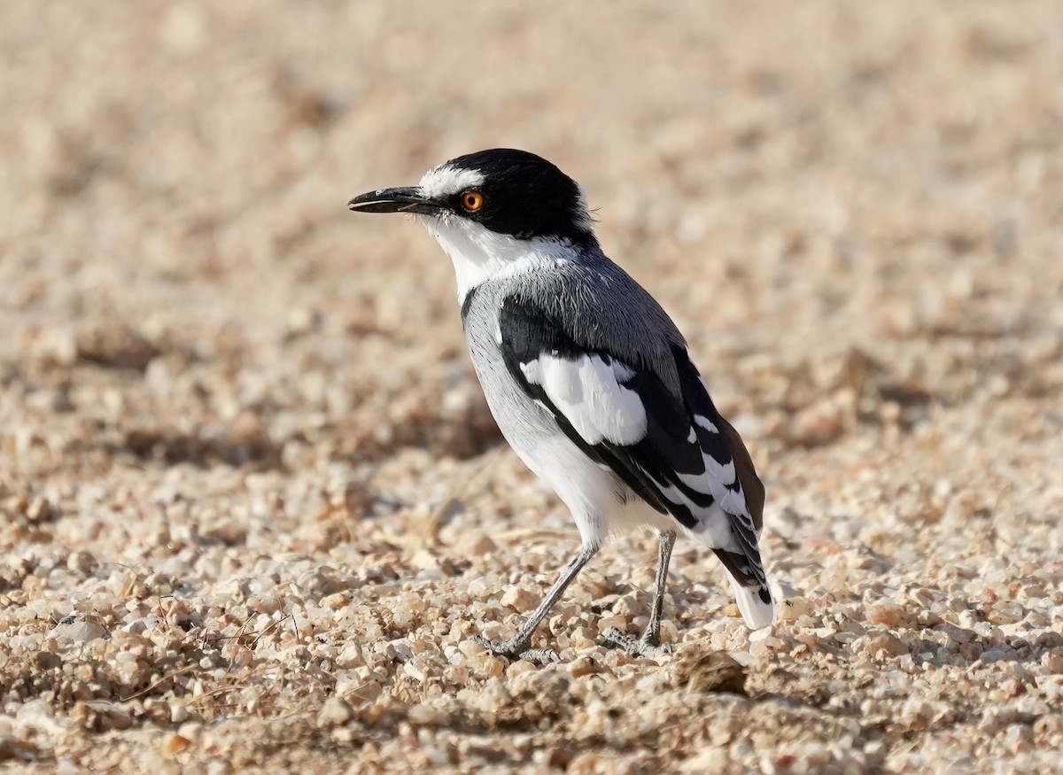 White-tailed Shrike - Anthony Schlencker