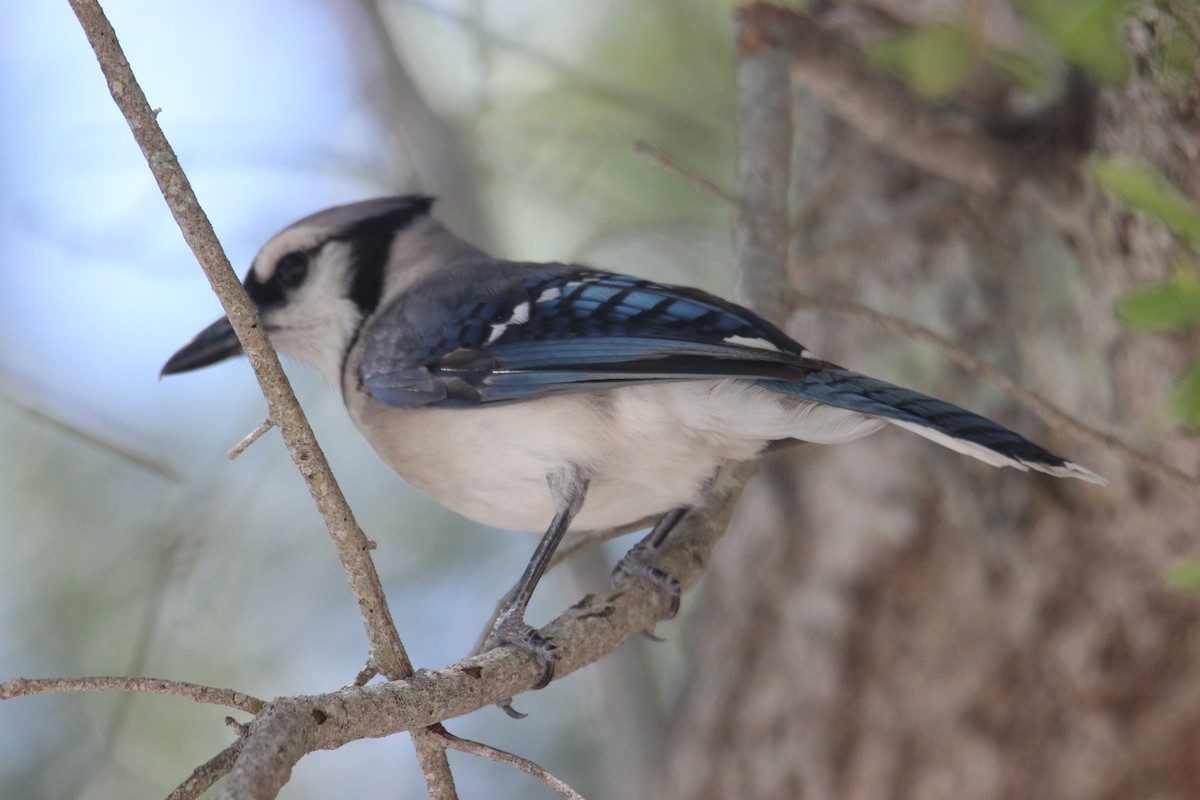 Blue Jay - ML619029830