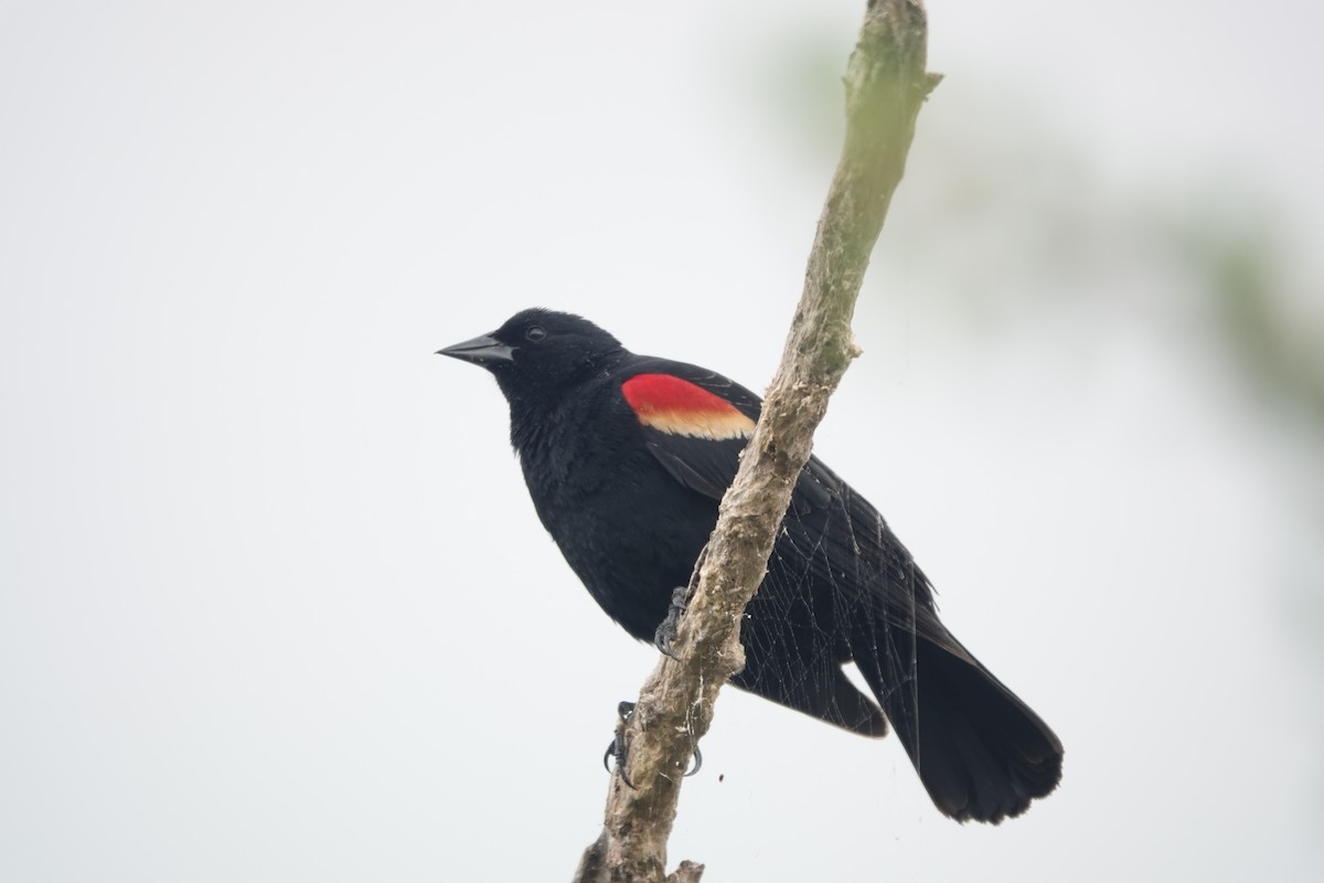 Red-winged Blackbird - Mary Kimberly