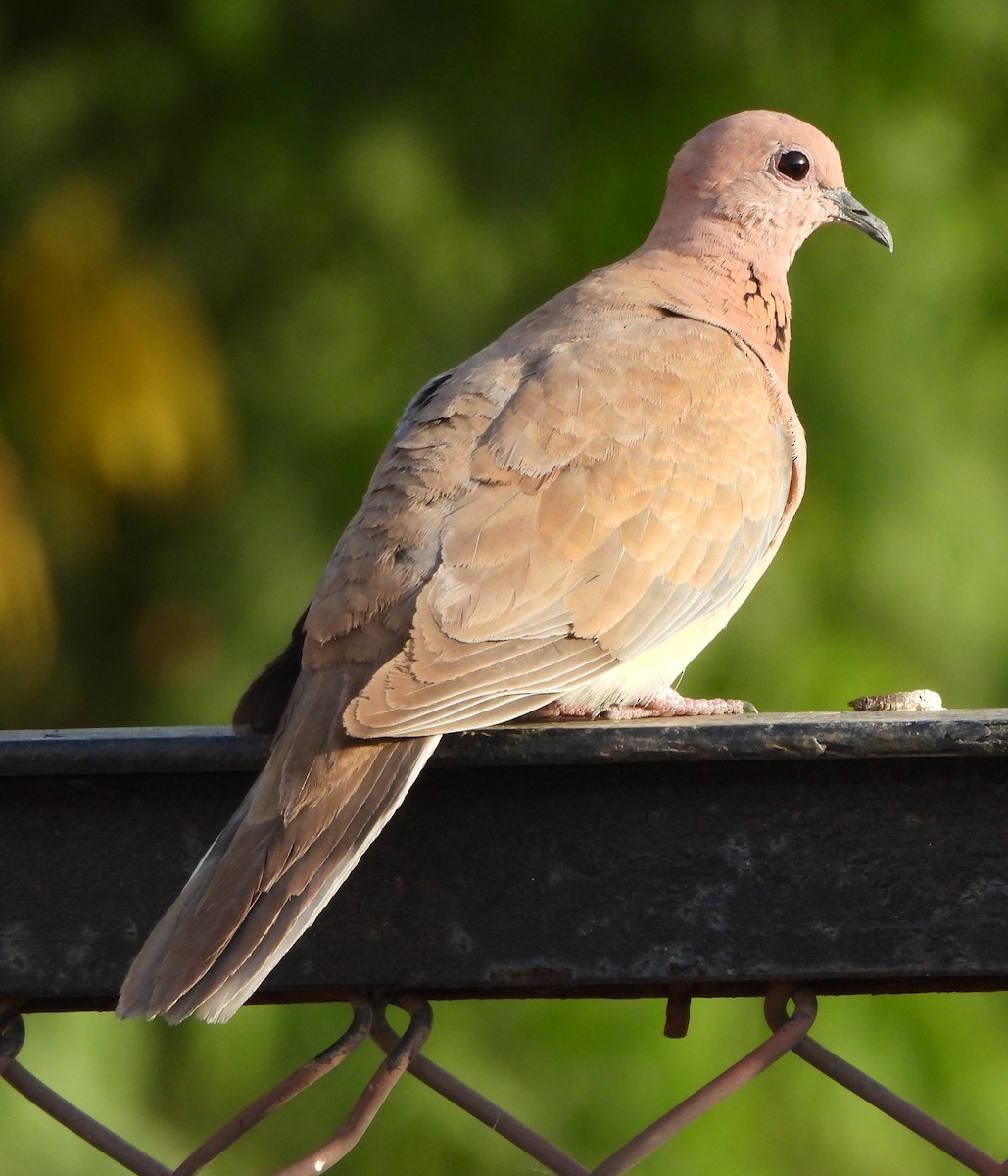 Laughing Dove - ML619029877