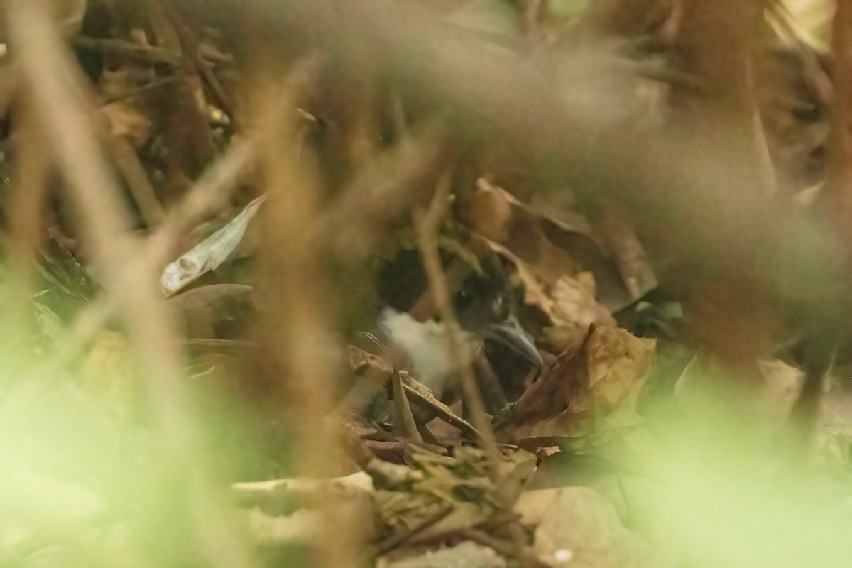 Green-striped Brushfinch - ML619029886