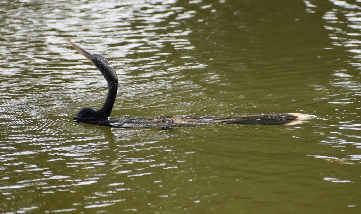 Anhinga - Carlos G Vasquez C