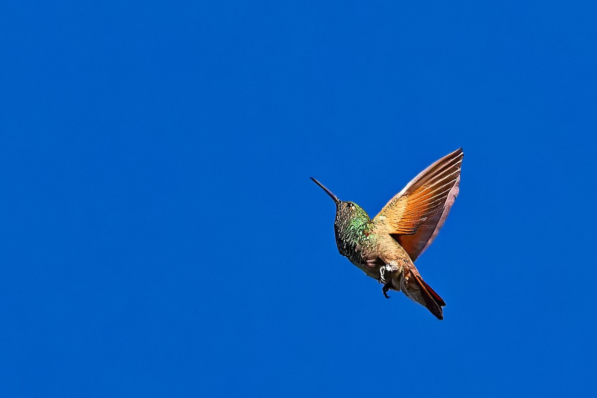 Berylline Hummingbird - Uday Wandkar