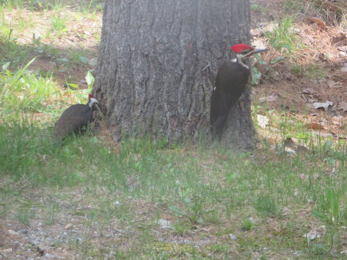 Picamaderos Norteamericano - ML619029907