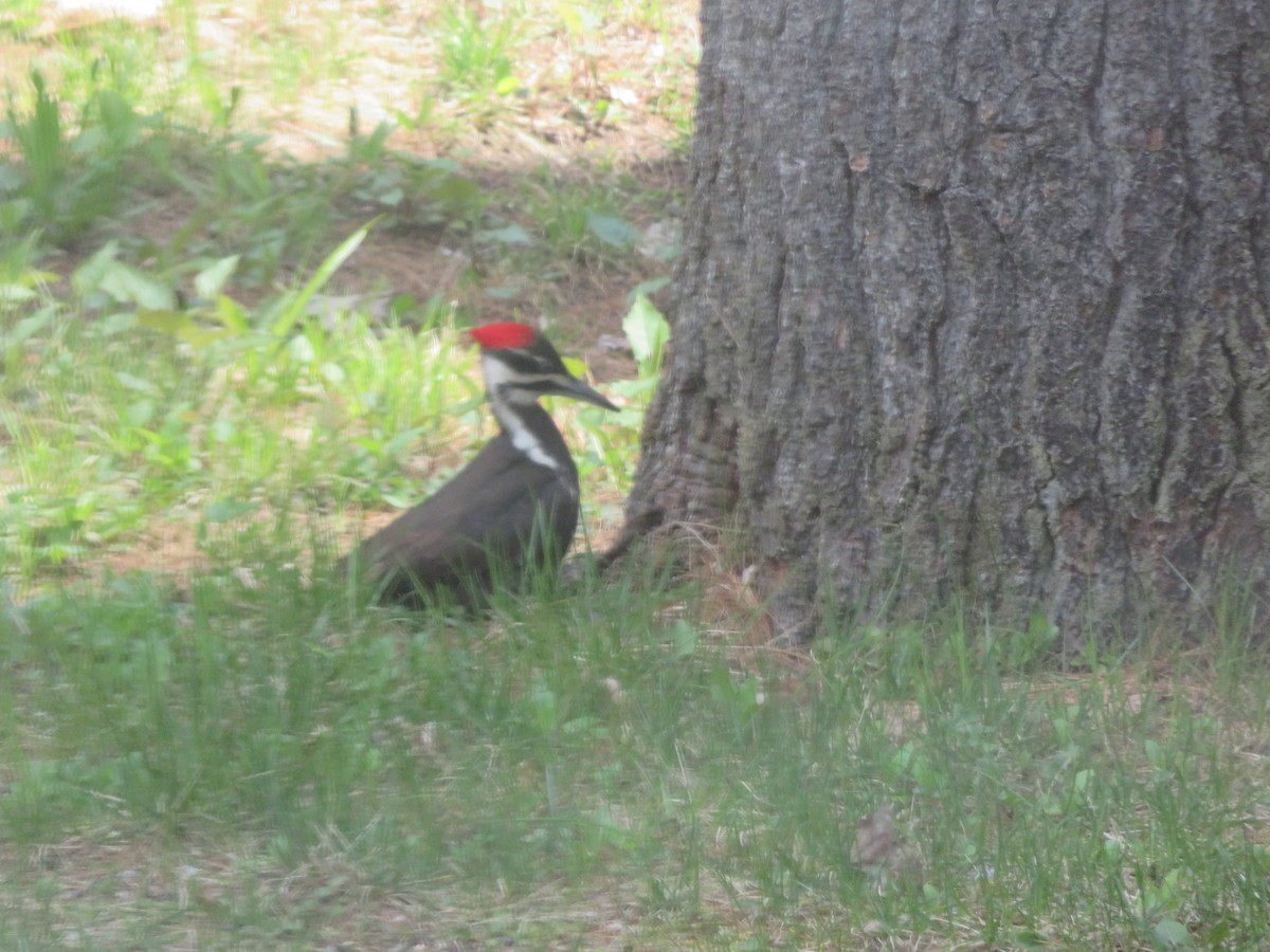 Picamaderos Norteamericano - ML619029908
