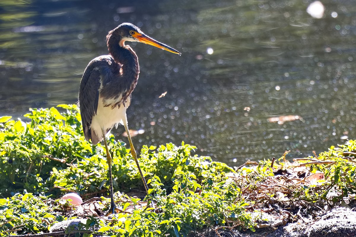 Tricolored Heron - ML619029918