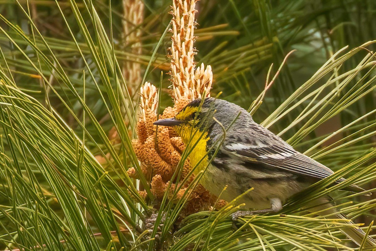 Grace's Warbler - ML619029919