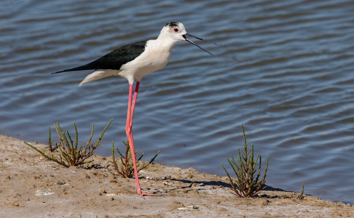 Black-winged Stilt - ML619029925