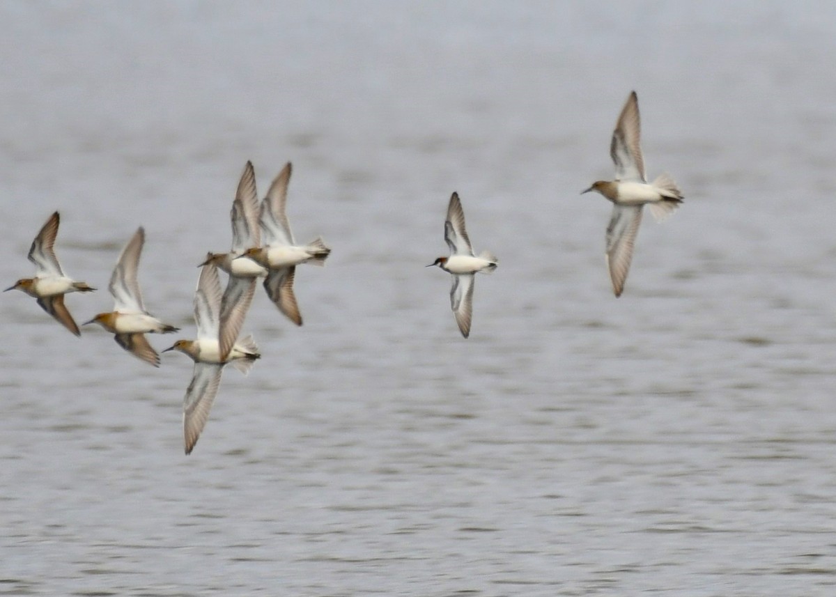 Red-necked Phalarope - Kim  Selbee