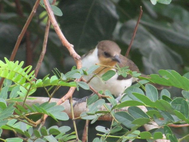 Masked Cardinal - Diego Mejía Torres