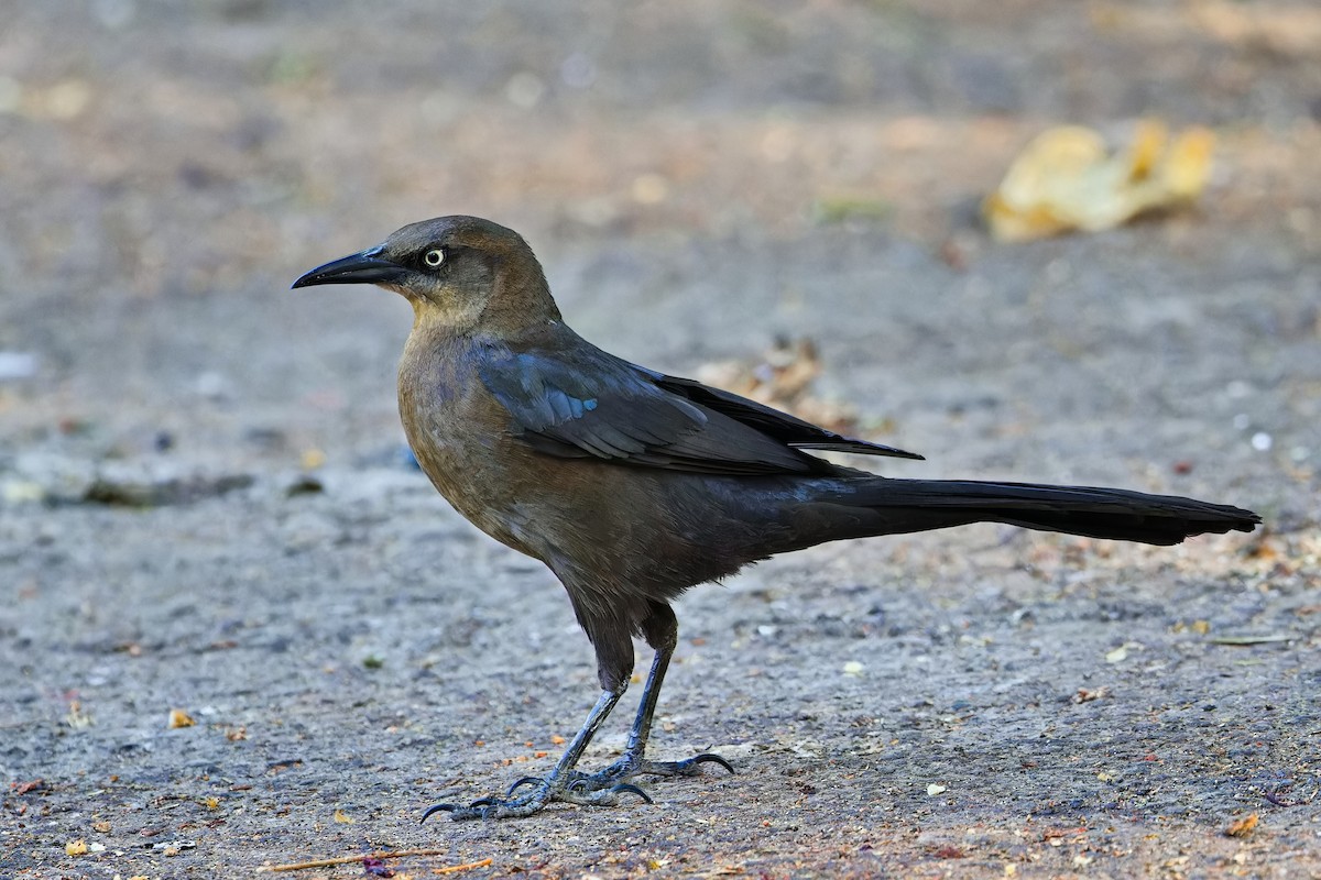 Great-tailed Grackle - Uday Wandkar