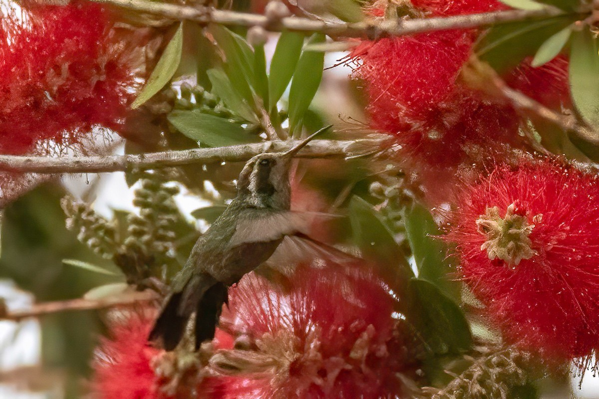 White-eared Hummingbird - Fred Hochstaedter