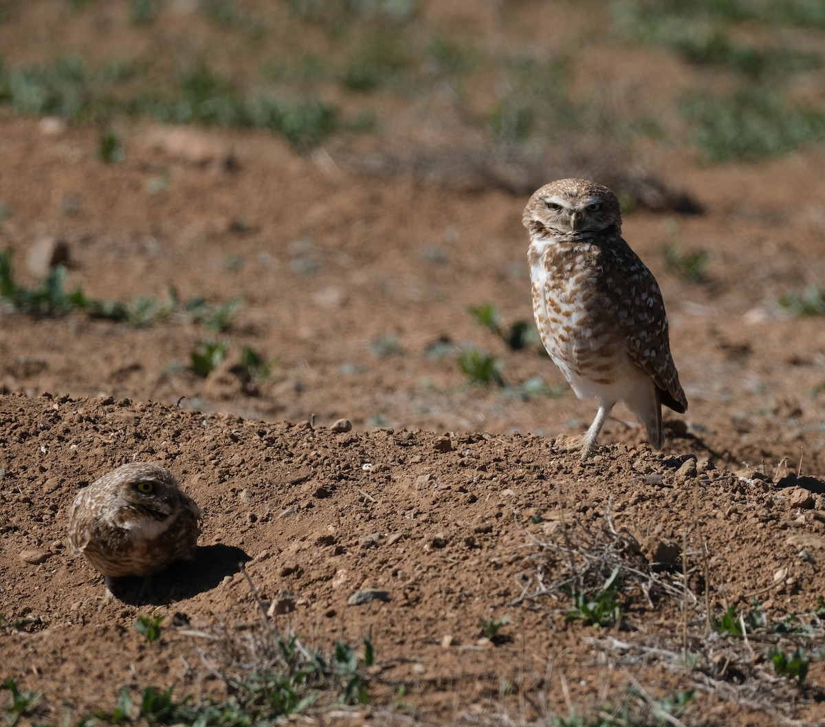 Burrowing Owl - Bob D'Antonio