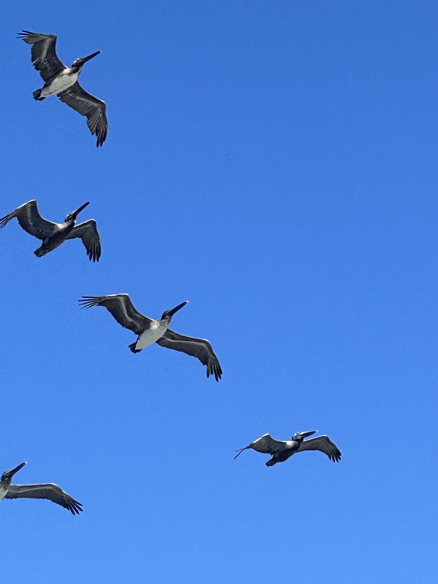 Brown Pelican - Stephen Boulton