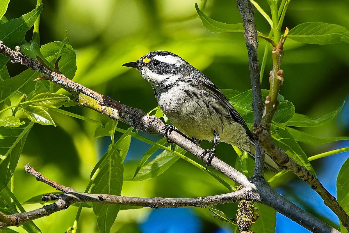 Black-throated Gray Warbler - Uday Wandkar