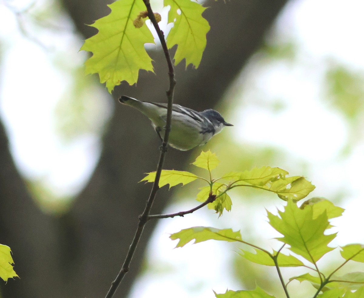 Cerulean Warbler - James P. Smith