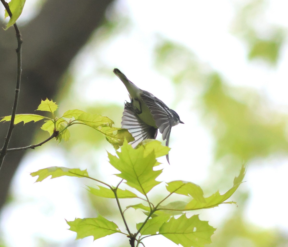 Cerulean Warbler - James P. Smith